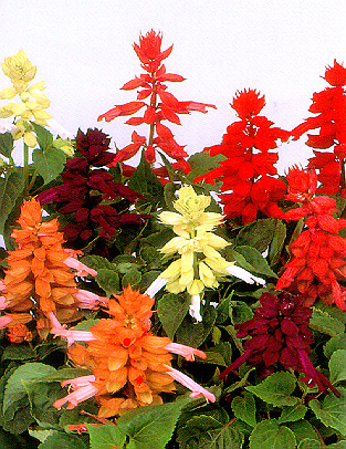 Salvia Splendens
